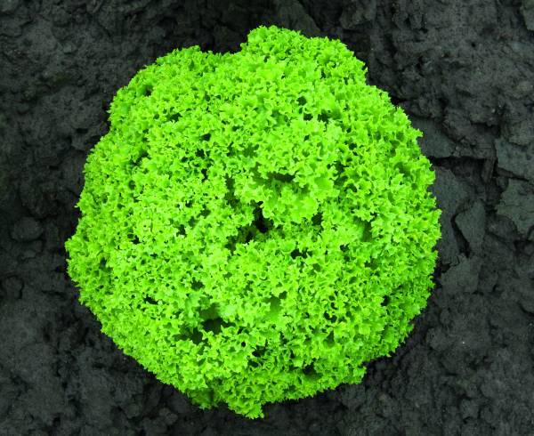 LETTUCE LOLLO BIONDONNA (NCT)