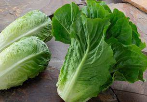 LETTUCE BAQUEIRA