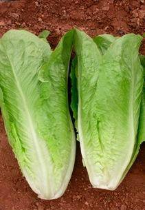 LETTUCE ISASA