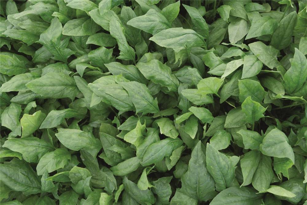 SPINACH REBOUND
