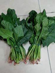 SPINACH REBOUND