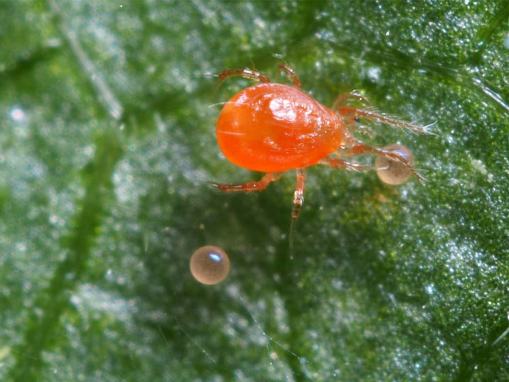 PHYTOSEIULUS SYSTEM 