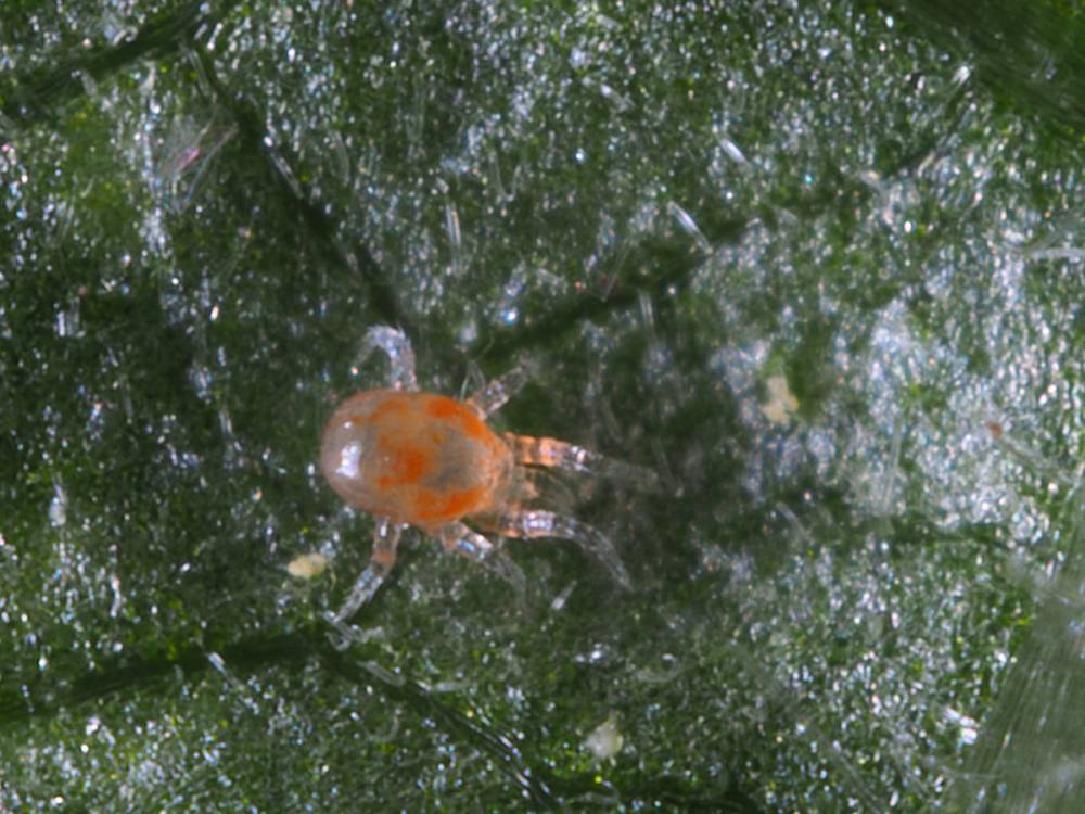 PHYTOSEIULUS SYSTEM 