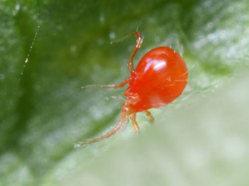 PHYTOSEIULUS SYSTEM 
