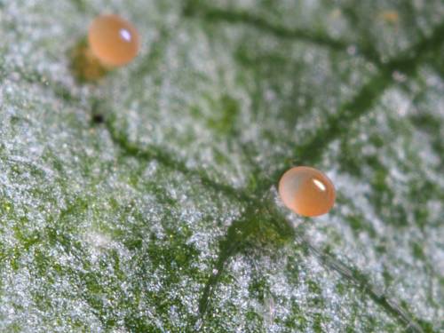 PHYTOSEIULUS SYSTEM 