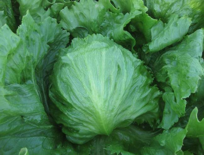 LETTUCE (Iceberg) BRICE 22-083