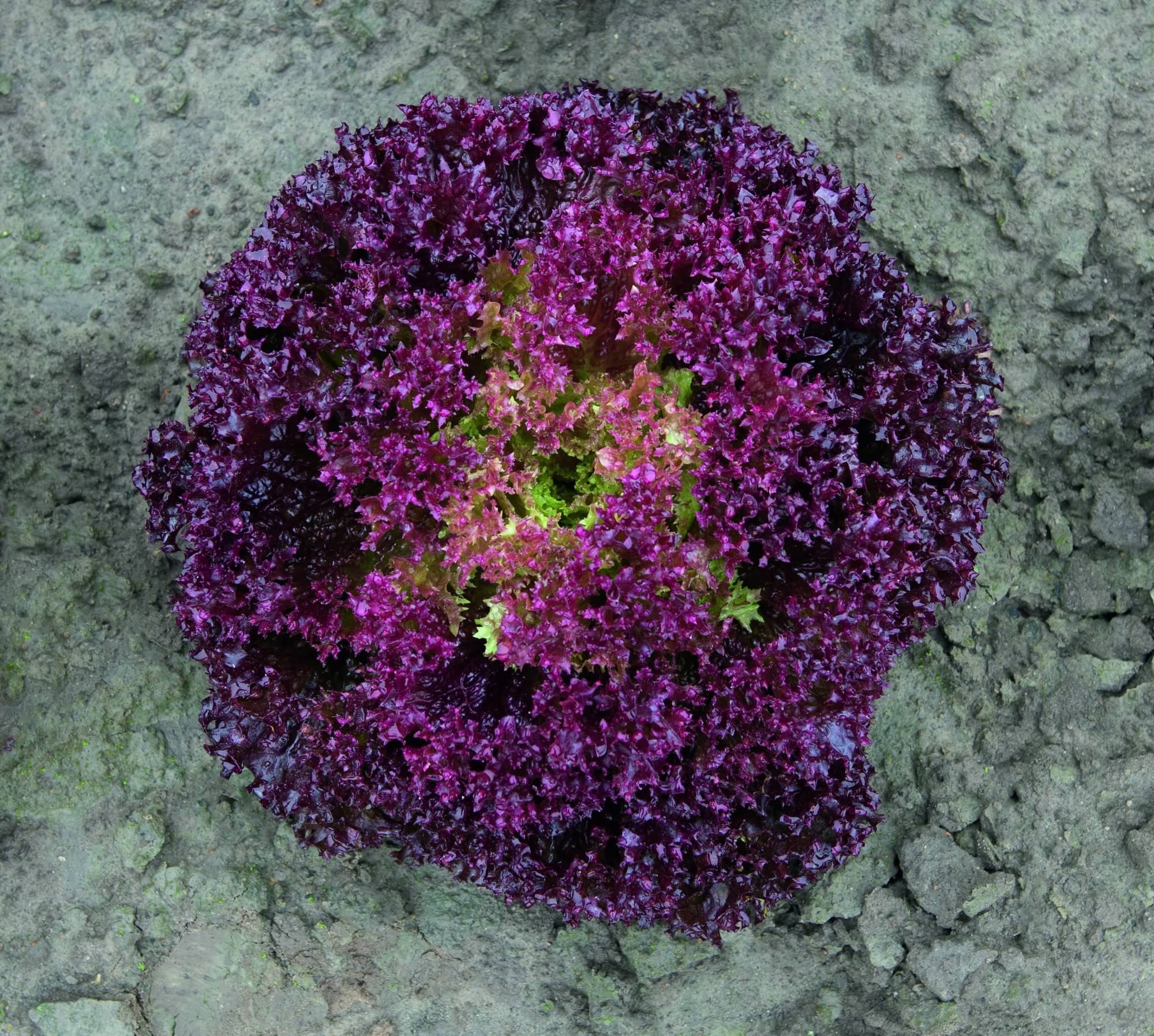 LETTUCE (LOLLO ROSSA) SPECTATION (pellets)