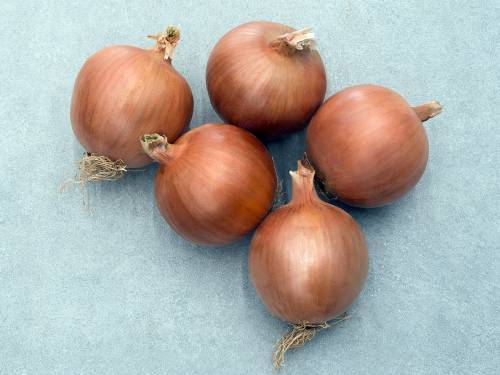 ONION ORLENDA