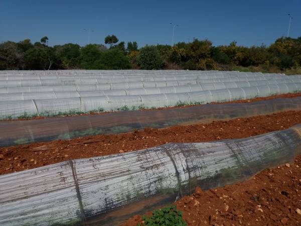 EVA MULCH (ΧΑΜΗΛΗ ΚΑΛΥΨΗ) 50micros