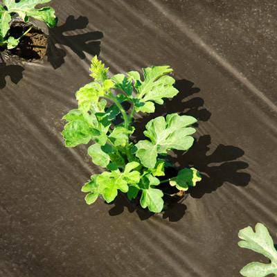 MULCH BROWN 20MICROS