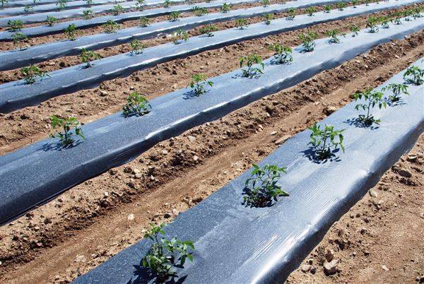 MULCH BIODEGRADABLE 15MICROS