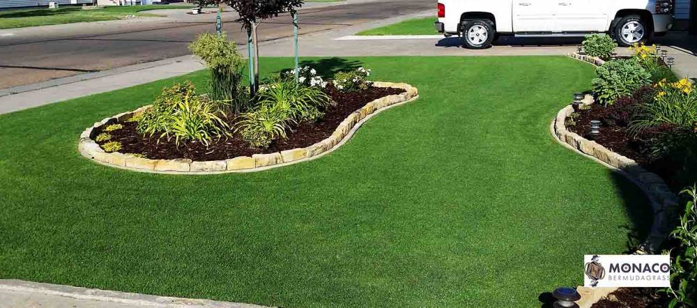 BERMUDA GRASS MONACO