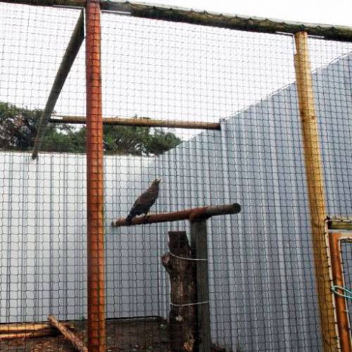 BIRD-PIGEON NETTING  