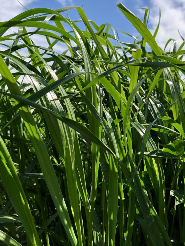 ANNUAL RYEGRASS LOLIUM VESPOLINI