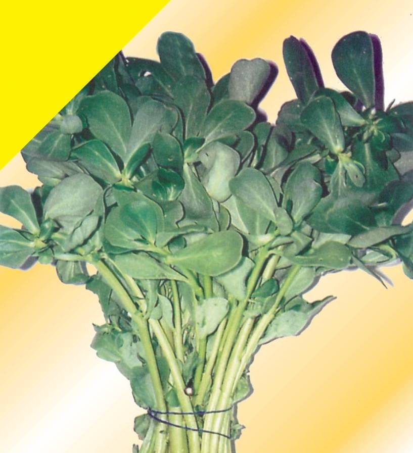 ΓΛΥΣΤΙΡΙΔΑ (PURSLANE GREEN) (PI)