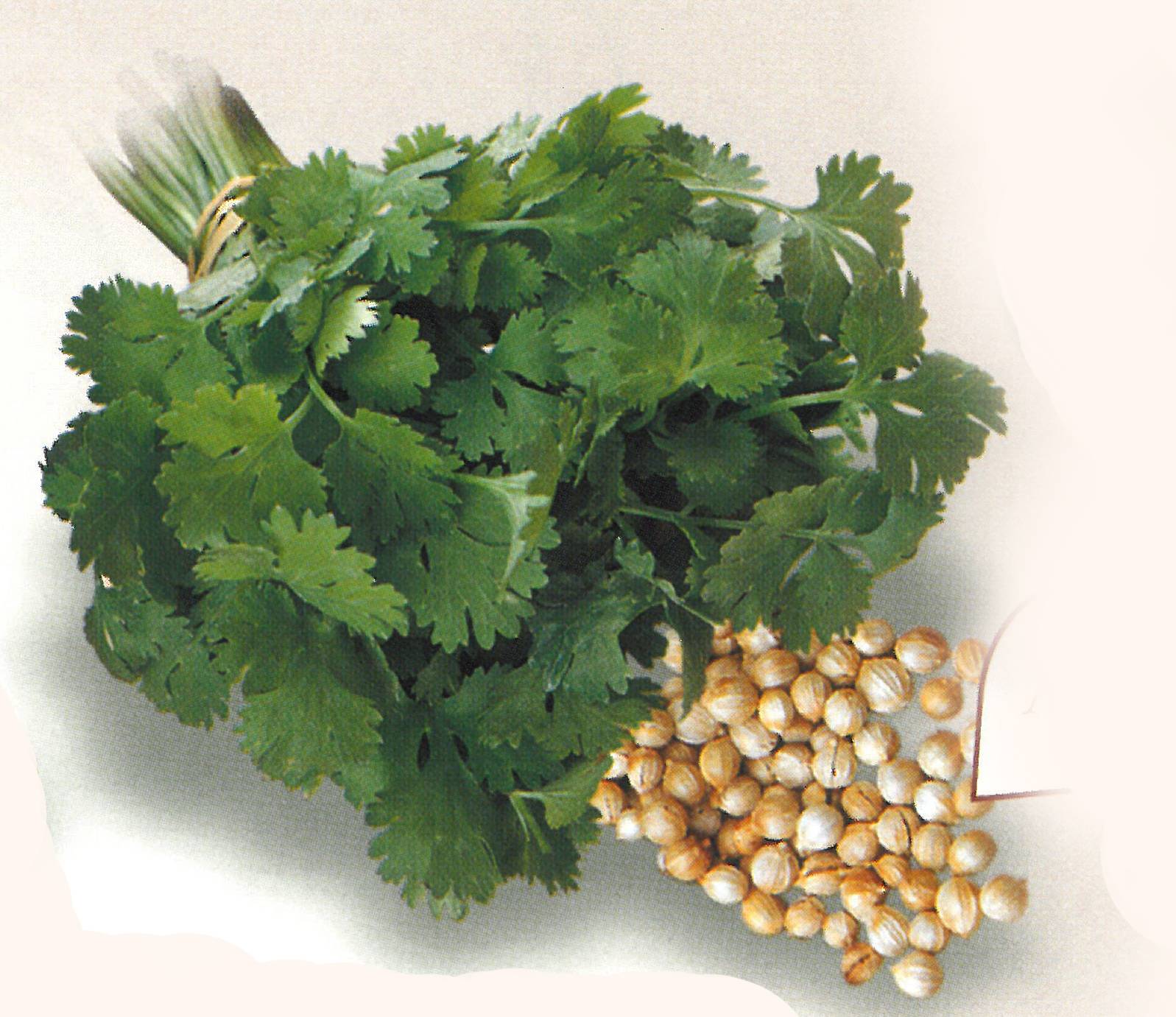CORIANDER AMERICAN LONG ST.(SAIS)