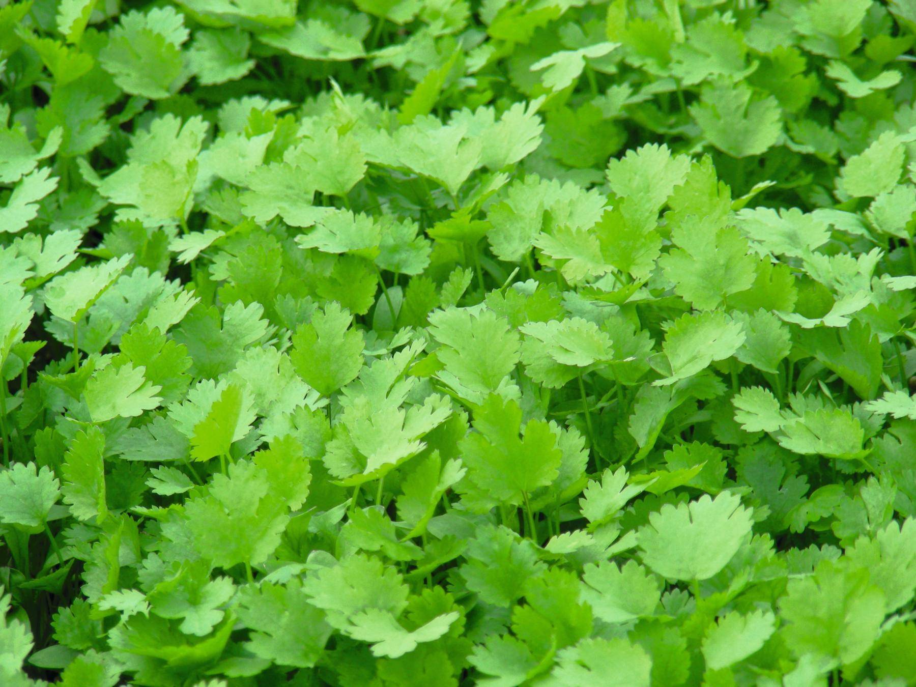 CORIANDER CARIBE
