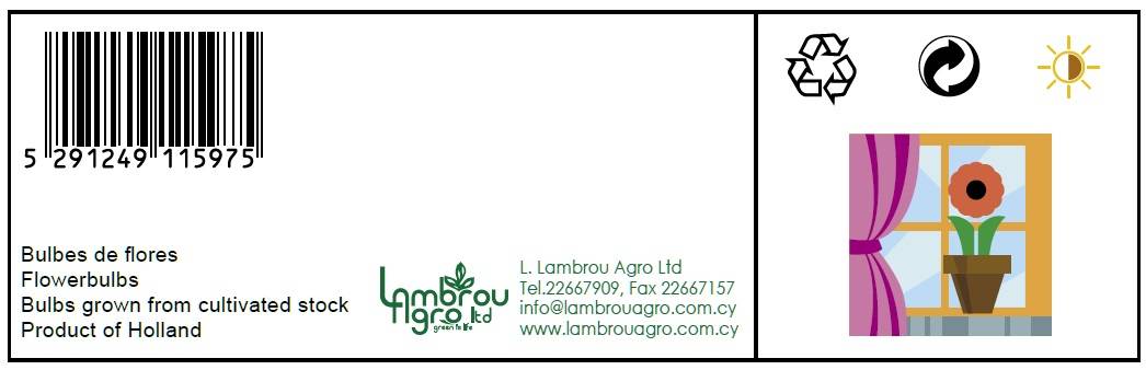 AMARYLLIS WHITE