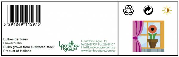 AMARYLLIS WHITE