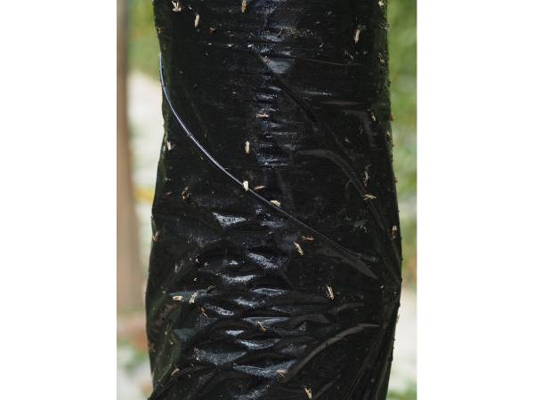 STICKY TRAP BLACK 30cmX100m