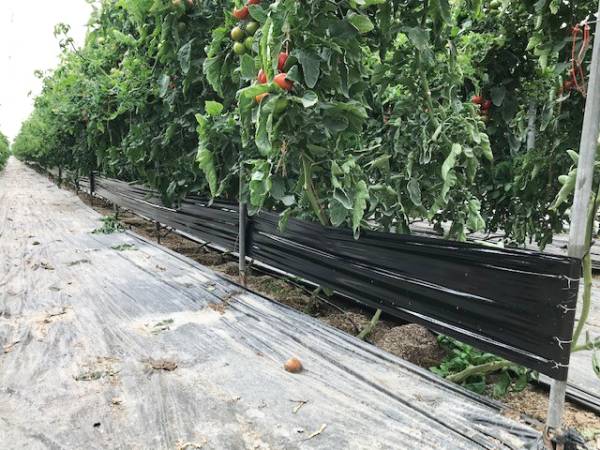 STICKY TRAP BLACK 30cmX100m