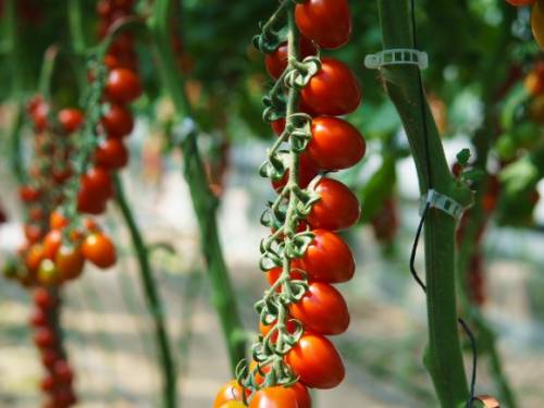TOMATO LIPSO F1
