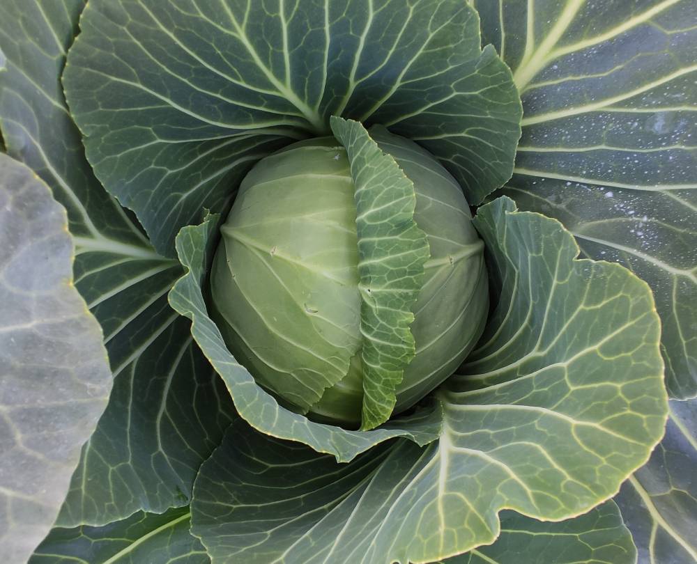 CABBAGE PLATINUM DYNASTY (NCT)