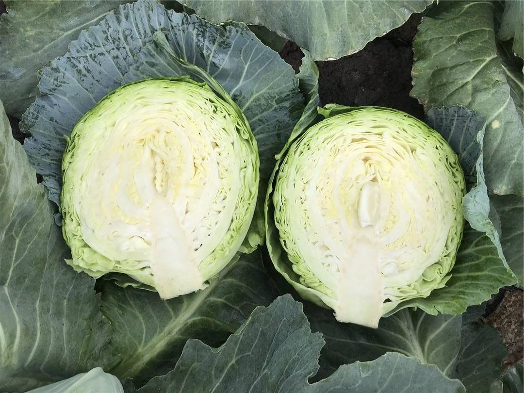 CABBAGE BOTRAN F1
