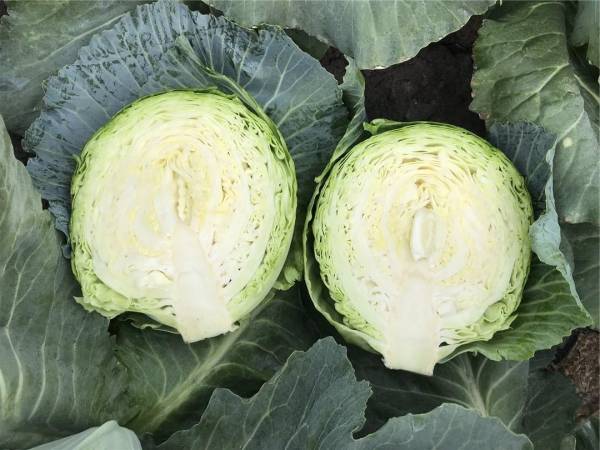 CABBAGE BOTRAN F1