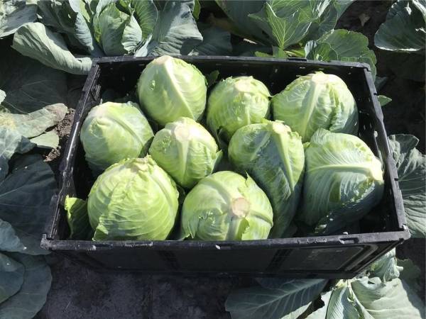 CABBAGE BOTRAN F1