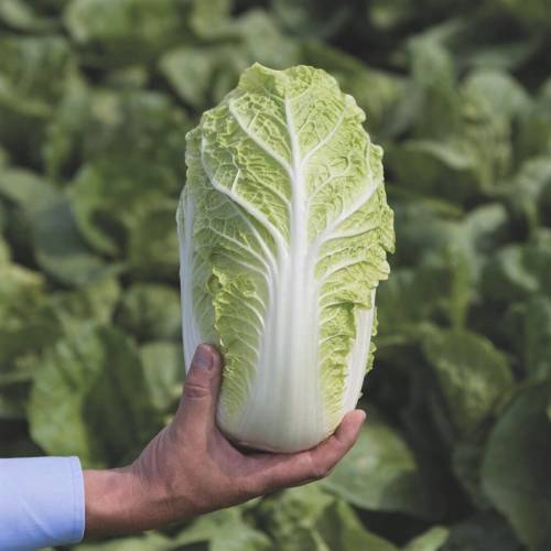CHINESE CABBAGE  EMIKO