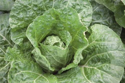 CHINESE CABBAGE  EMIKO