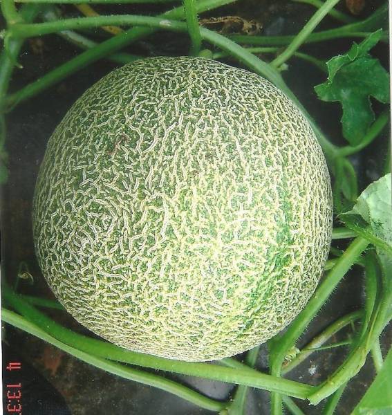 MELON POLINYKA F1