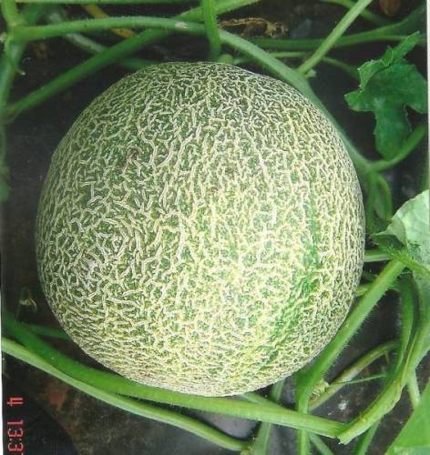 MELON POLINYKA F1