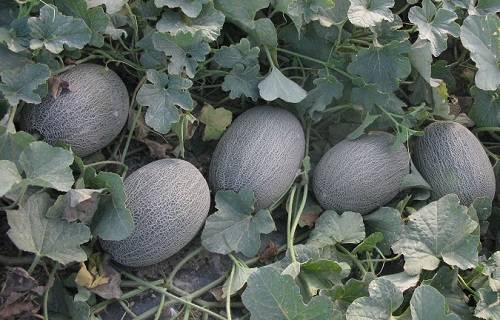  ANANAS WIZ(140G-23-14189)