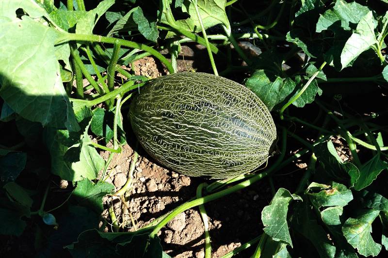 ΠΕΠΟΝΙ (PIEL DE SAPO) VALEOSO F1