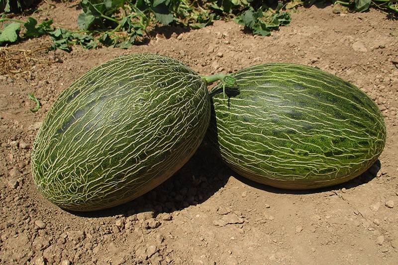 ΠΕΠΟΝΙ (PIEL DE SAPO) VALEOSO F1