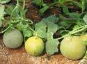 MELON DANTE (10G-23-11183)