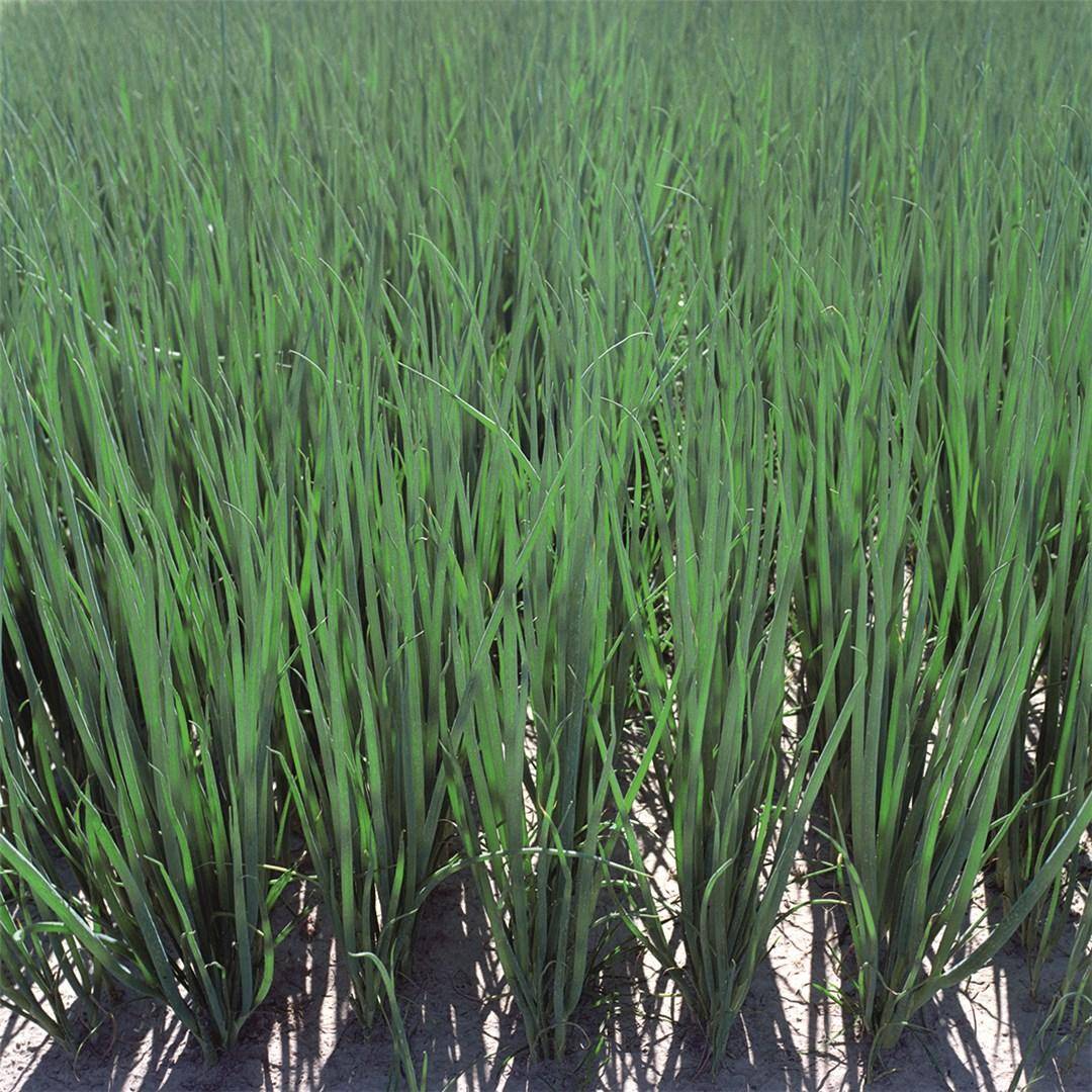 ONION PARADE