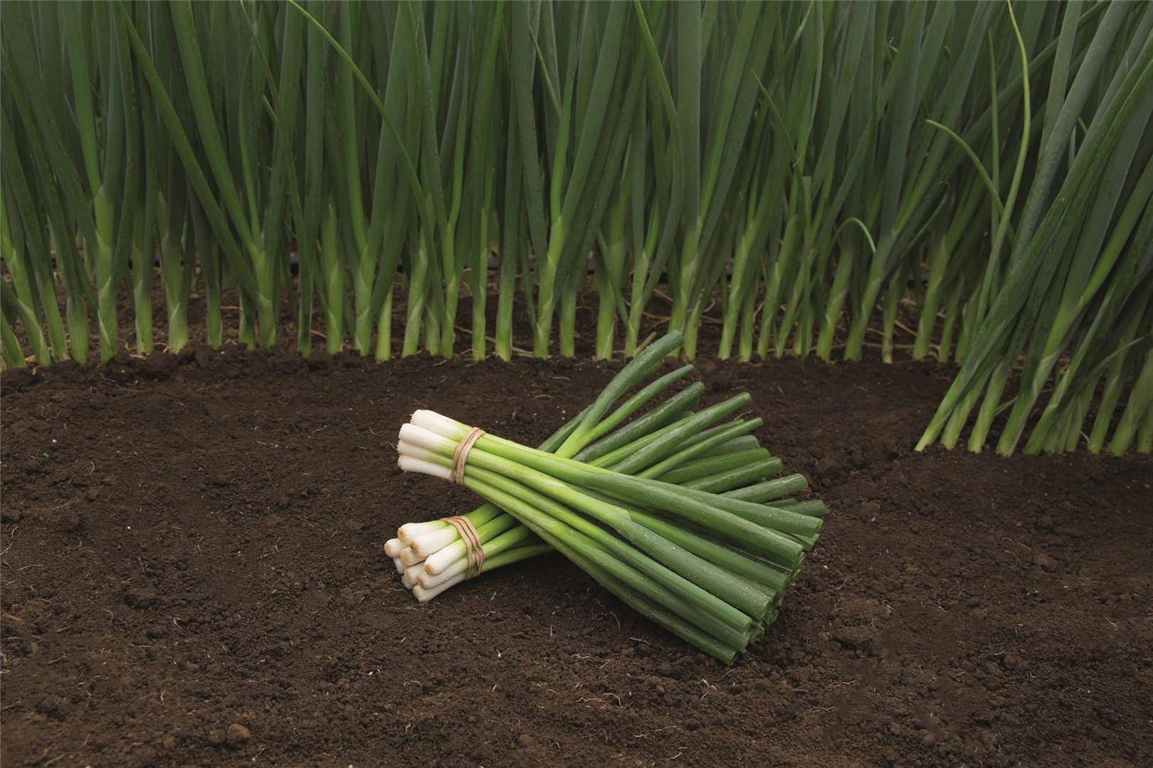 ONION PARADE