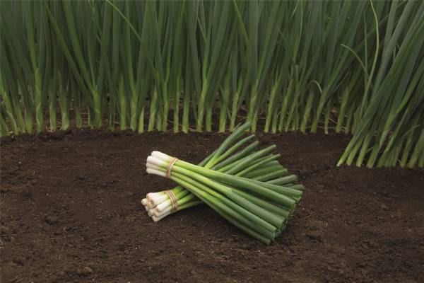 ONION PARADE