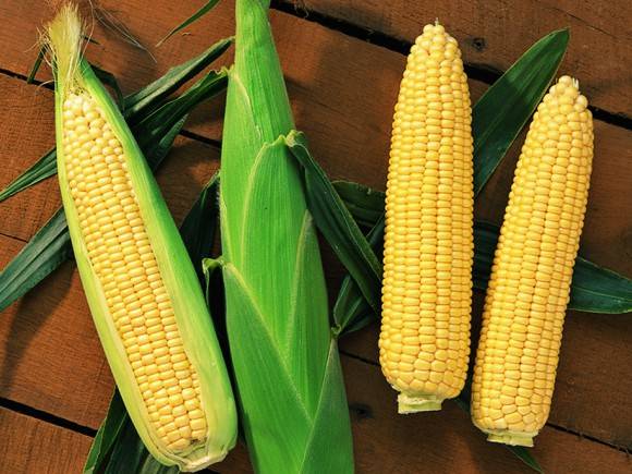 SWEETCORN SENTINEL F1