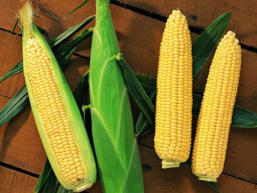 SWEETCORN SENTINEL F1
