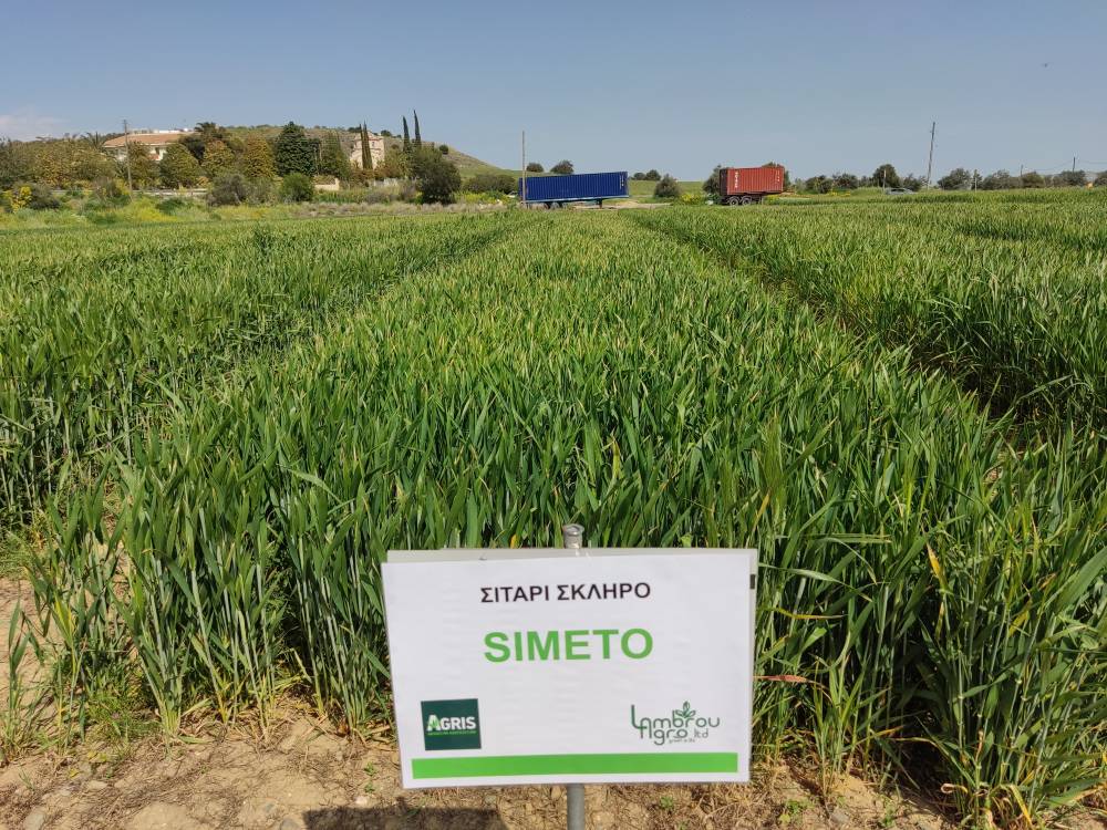 DURUM WHEAT  SIMETO RII