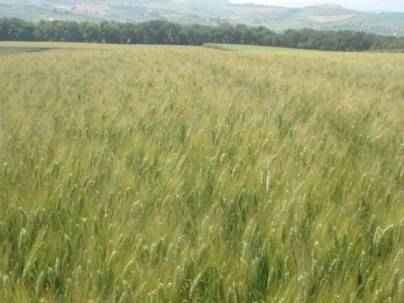 DURUM WHEAT  SIMETO RII