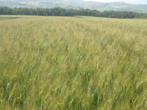 DURUM WHEAT  SIMETO RII