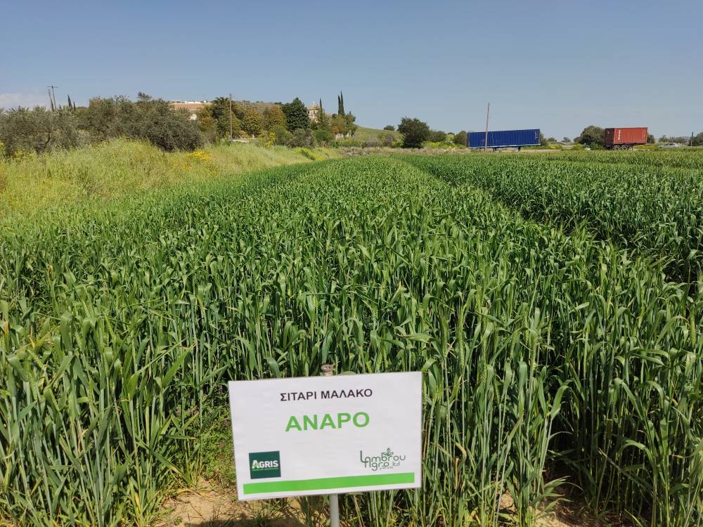 COMMON WHEAT ANAPO RII 