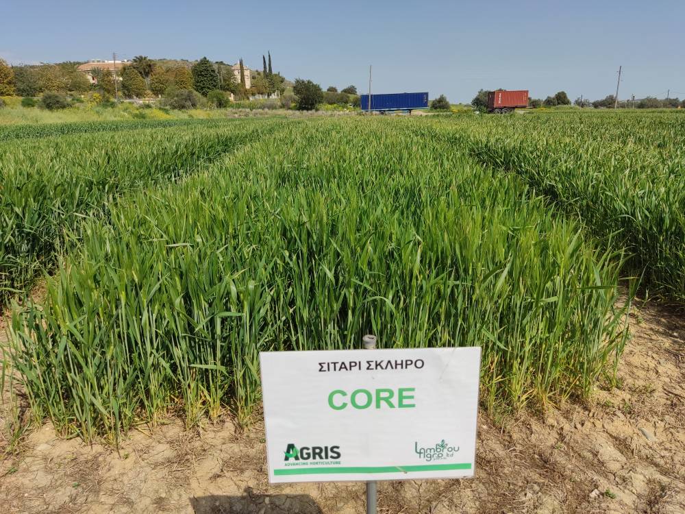 DURUM WHEAT CORE RII