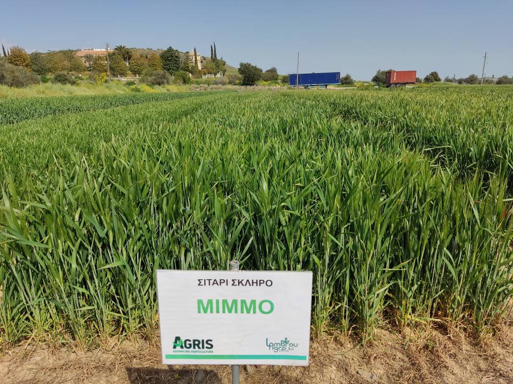 DURUM WHEAT MIMMO RII