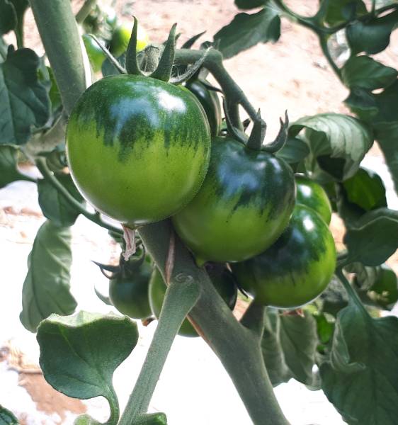 TOMATO YUP F1
